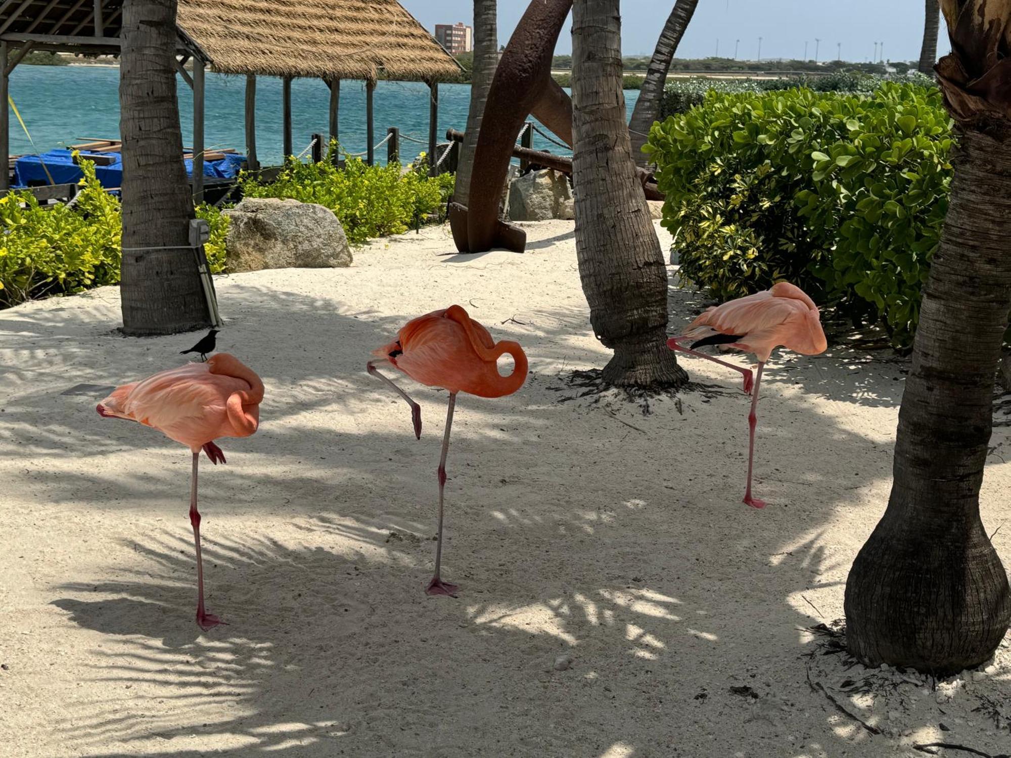 Central Boutique Hotel Oranjestad Luaran gambar